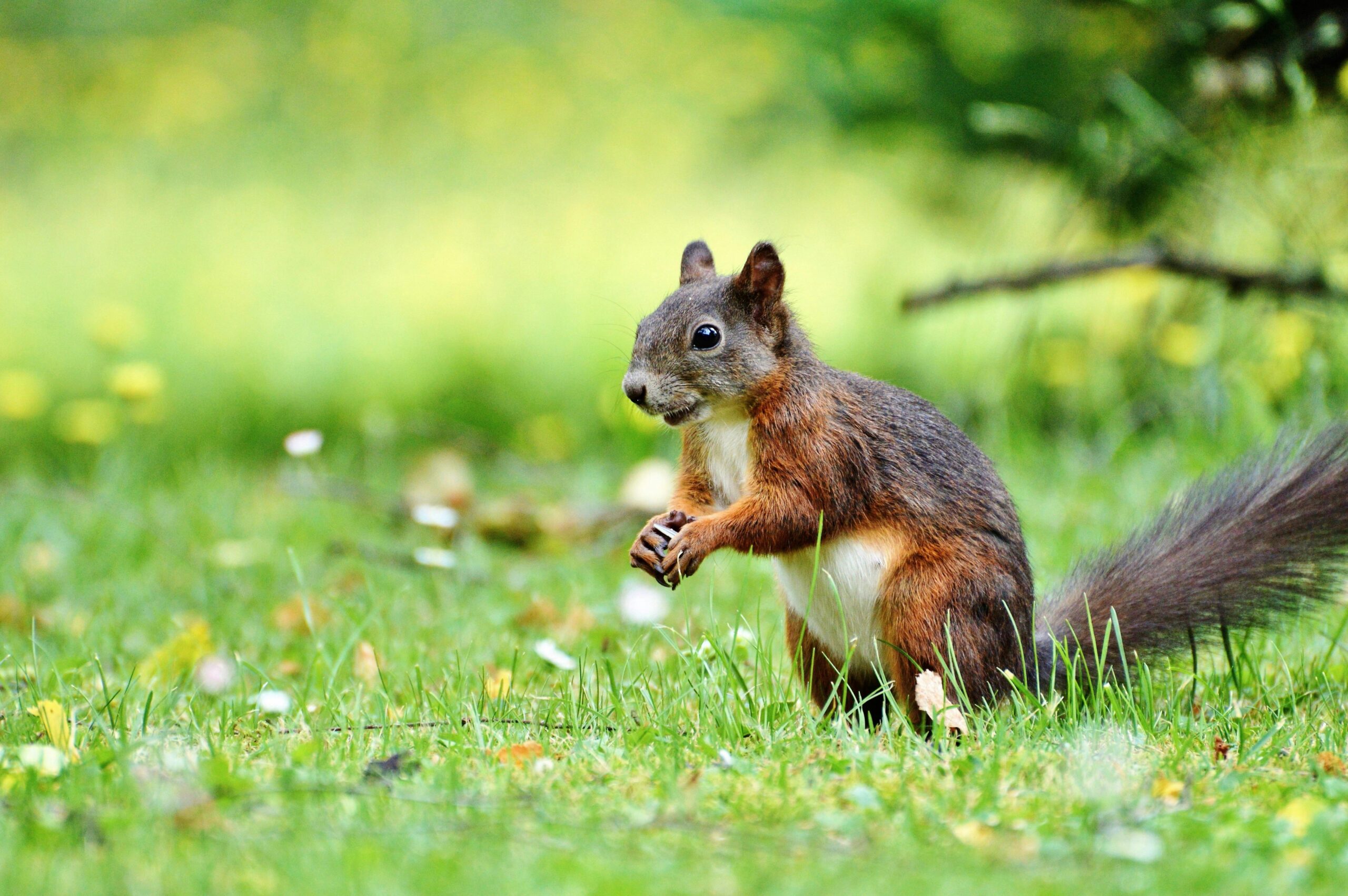Wildlife Photography